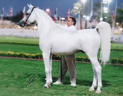 Al Adeed Al Shaqab ( Ansata Halim Shah x Sundar Alisayyah )